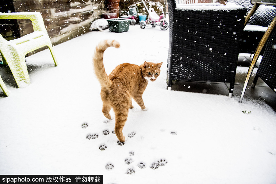 荷蘭鹿特丹降大雪 民眾騎車(chē)出行成雪人