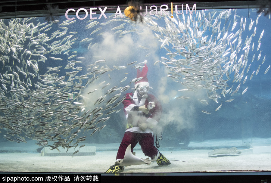 圣誕老人無(wú)處不在 韓國(guó)潛水員穿圣誕裝與魚(yú)群共舞
