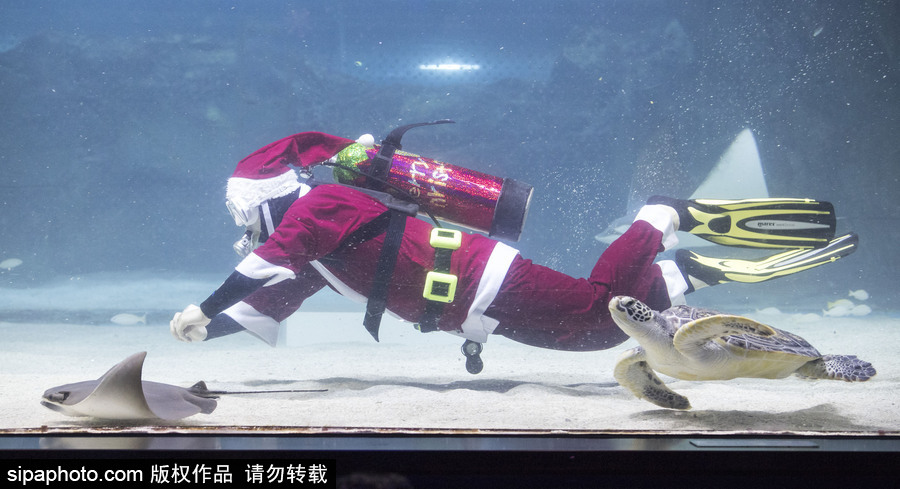 圣誕老人無處不在 韓國(guó)潛水員穿圣誕裝與魚群共舞