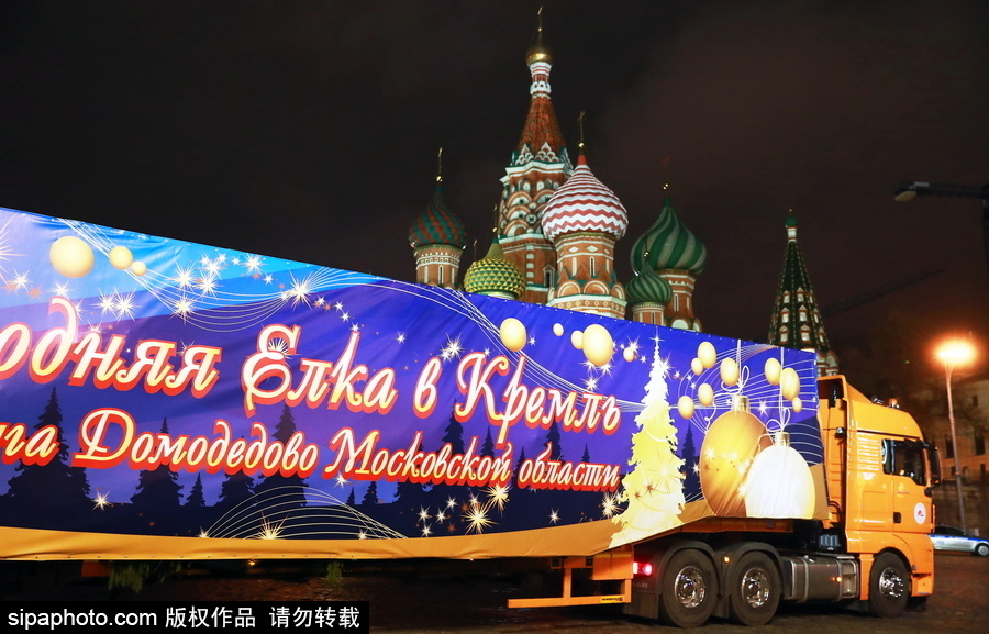 迎接圣誕節(jié)！ 巨型圣誕樹搭乘卡車運抵克里姆林宮