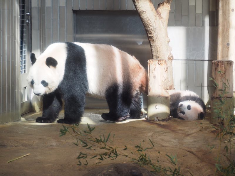 上野動(dòng)物園大熊貓女兒香香首度亮相