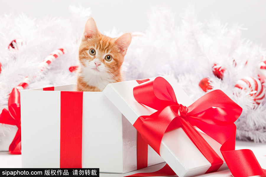 主人看我夠萌嗎？ 盤點萌寵系列圣誕照