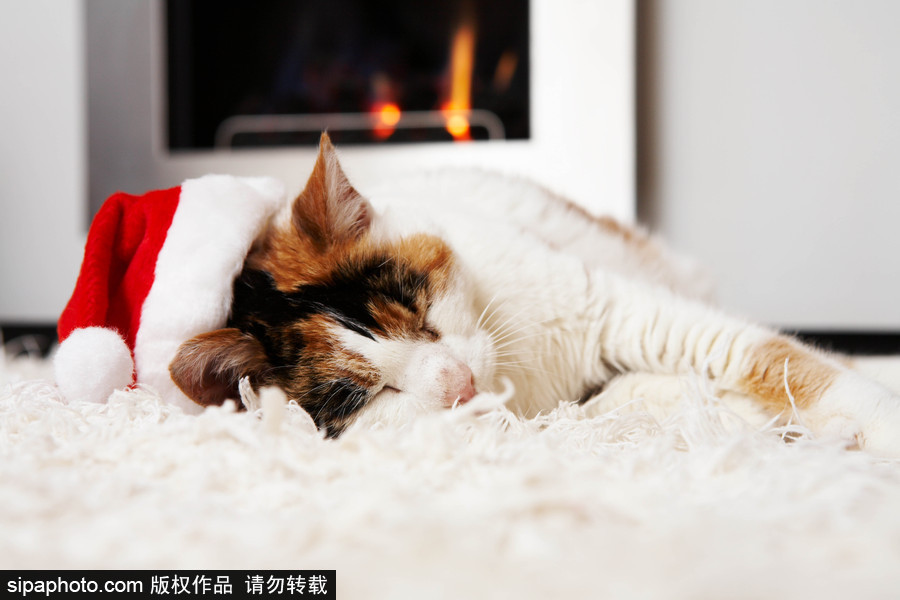 主人看我夠萌嗎？ 盤點(diǎn)萌寵系列圣誕照