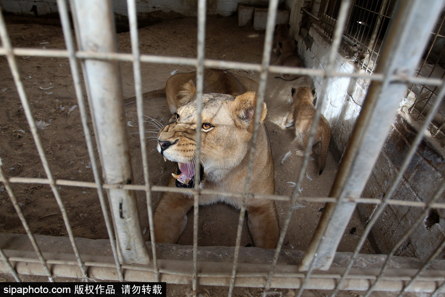 加沙一動物園瀕臨倒閉 無奈出售獅子
