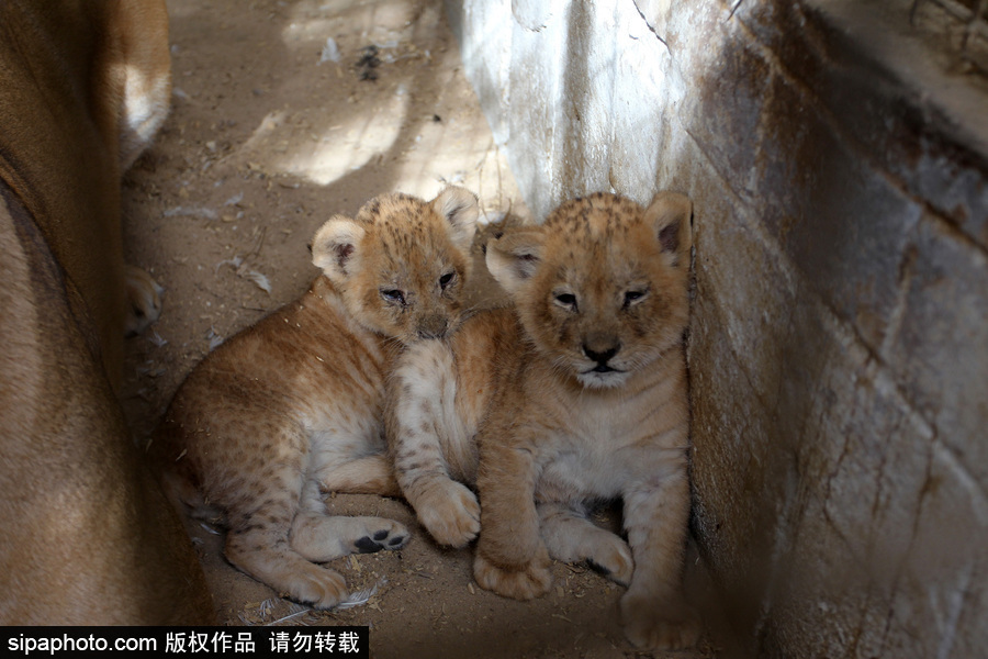 加沙一動物園瀕臨倒閉 無奈出售獅子