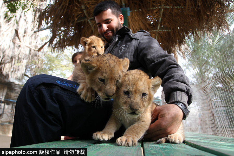 加沙一動(dòng)物園瀕臨倒閉 無奈出售獅子