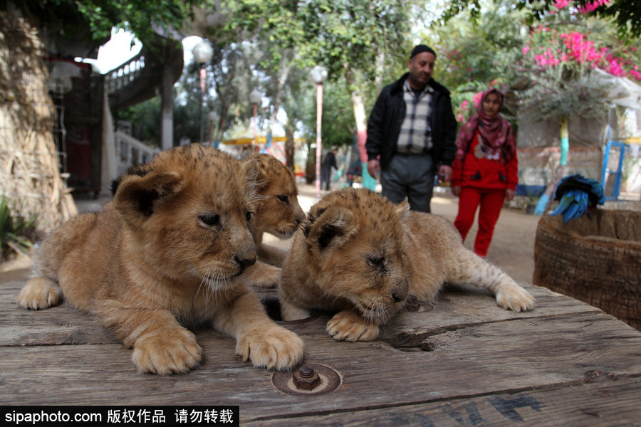 加沙一動(dòng)物園瀕臨倒閉 無(wú)奈出售獅子