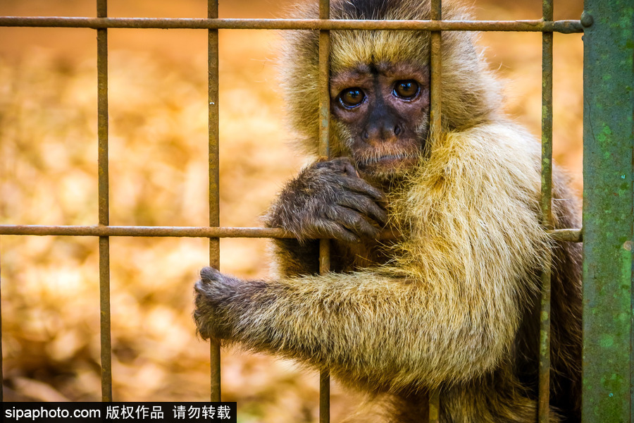 南美洲的微型動(dòng)物世界 探訪巴西索羅卡巴動(dòng)物園