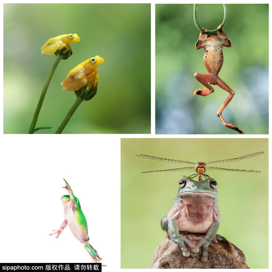 你的“蛙兒子”回來了嗎？盤點動物界佛系蛙日常萌照