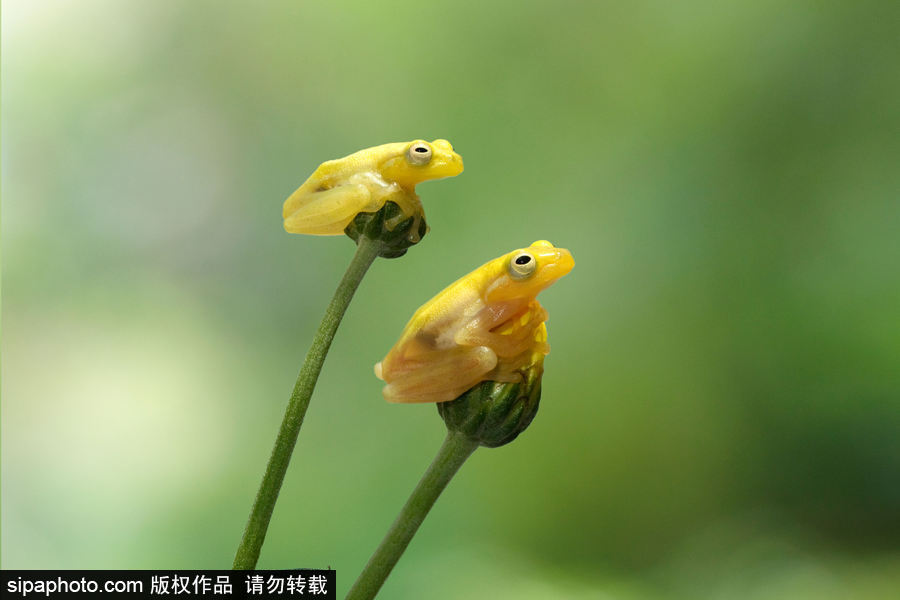 你的“蛙兒子”回來了嗎？盤點(diǎn)動物界佛系蛙日常萌照