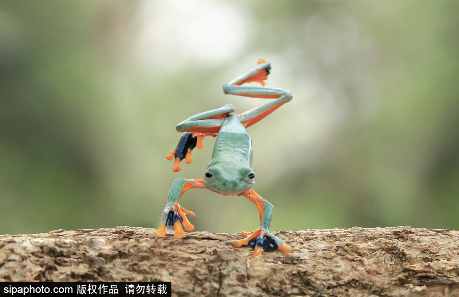 你的“蛙兒子”回來了嗎？盤點動物界佛系蛙日常萌照
