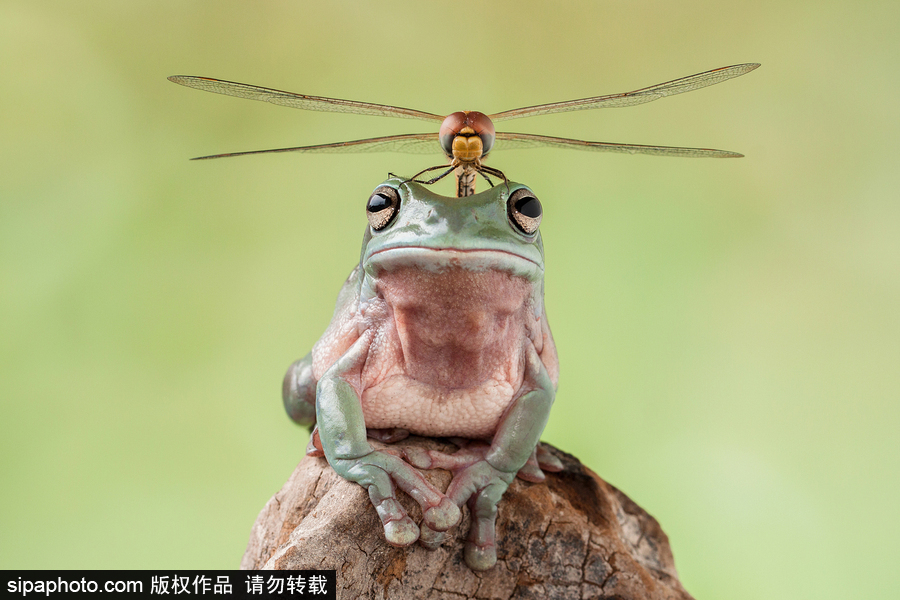 你的“蛙兒子”回來了嗎？盤點(diǎn)動(dòng)物界佛系蛙日常萌照