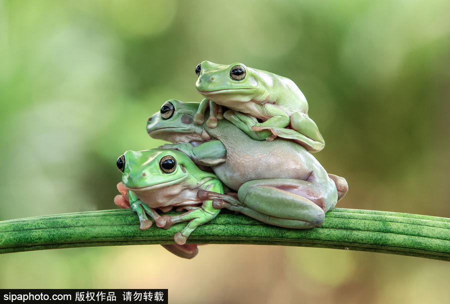 你的“蛙兒子”回來了嗎？盤點(diǎn)動(dòng)物界佛系蛙日常萌照