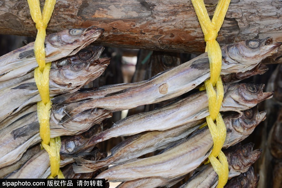2018平昌冬奧會(huì)：場(chǎng)館外晾曬干鱈魚 場(chǎng)面壯觀