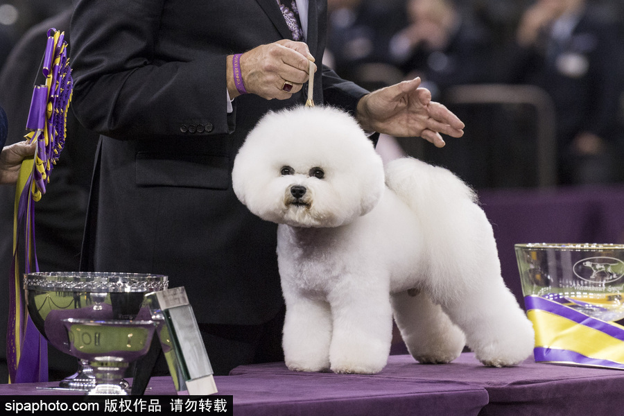 威斯敏斯特142屆狗展開(kāi)幕 萌犬與主人互動(dòng)樂(lè)趣十足