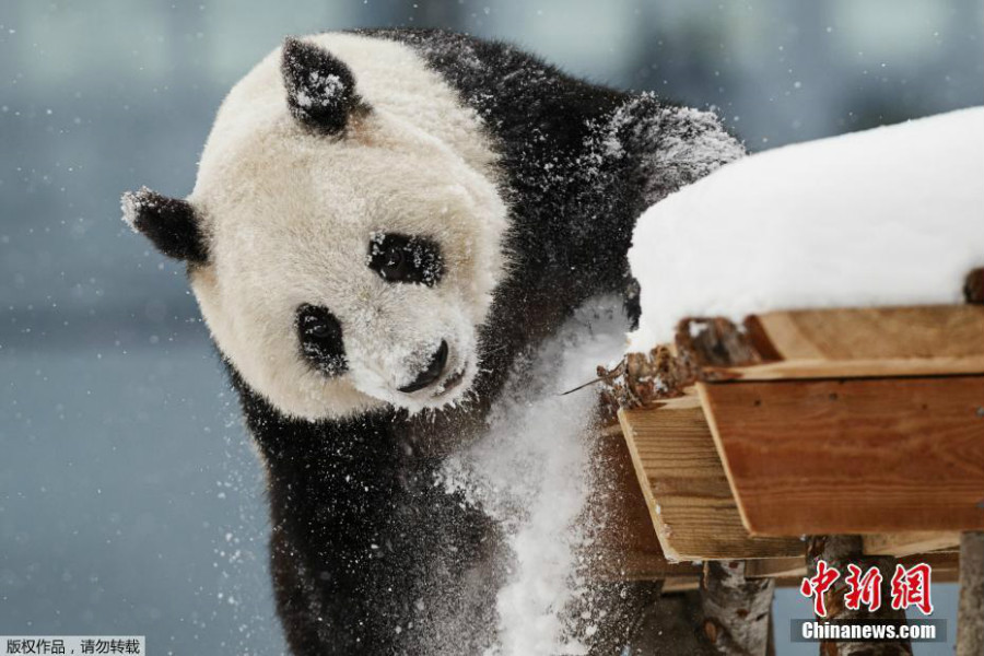 赴芬蘭大熊貓異國(guó)過(guò)年 雪中玩耍倒掛金鉤