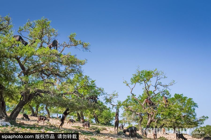 山羊也能上樹？摩洛哥羊爬堅果樹吃果實
