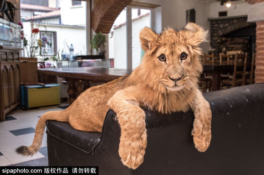 法國(guó)夫妻養(yǎng)獅子幼崽 恩愛(ài)日常令人艷羨