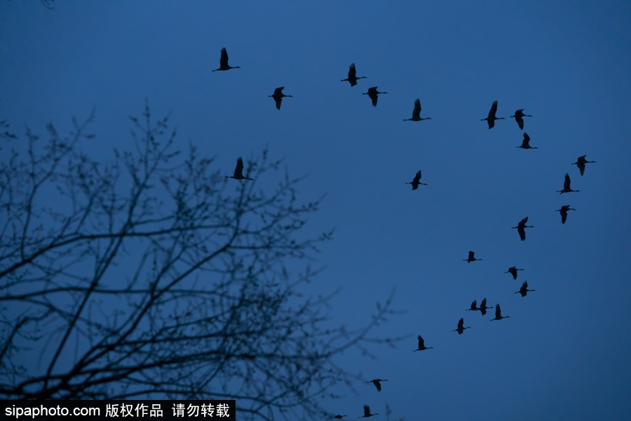 世界上最大的遷移之一 攝影實拍內(nèi)布拉斯加州沙丘鶴大遷徙
