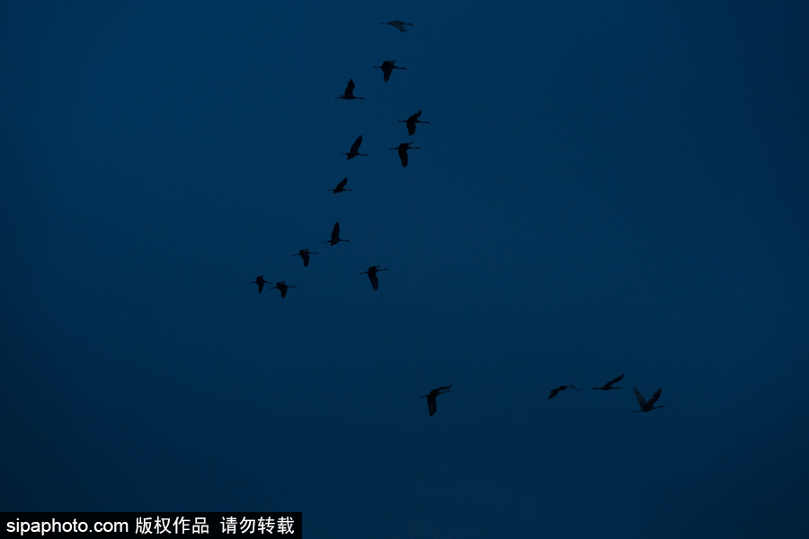 世界上最大的遷移之一 攝影實拍內(nèi)布拉斯加州沙丘鶴大遷徙