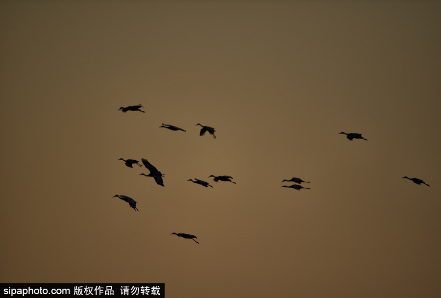 世界上最大的遷移之一 攝影實(shí)拍內(nèi)布拉斯加州沙丘鶴大遷徙
