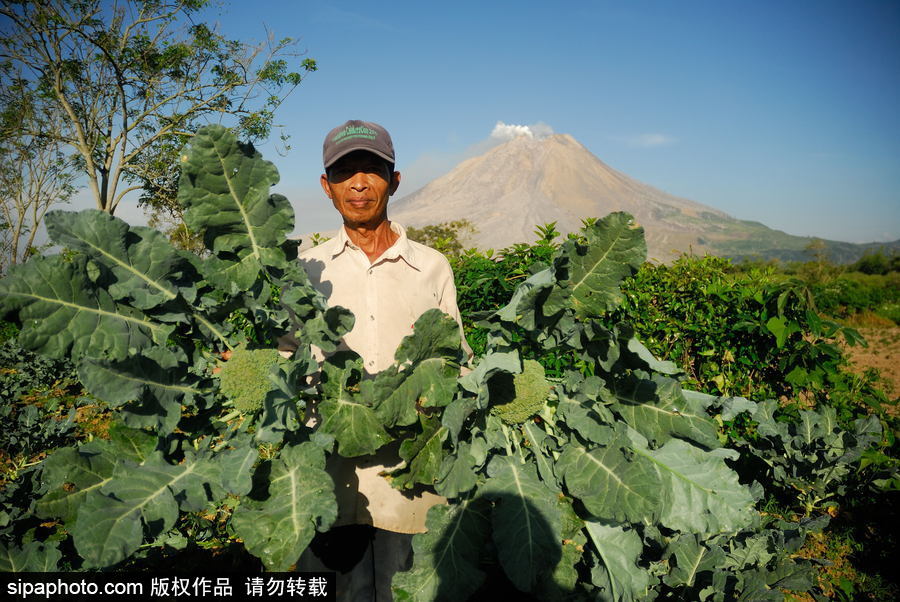 印尼錫納朋火山暫時(shí)趨于平緩 農(nóng)民菜田淡定勞作