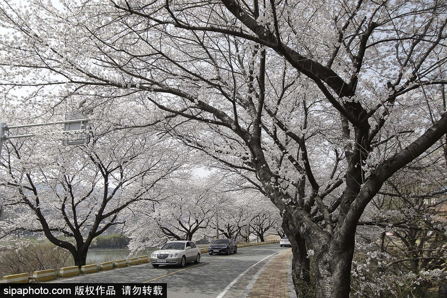 河?xùn)|十里櫻花路！韓國(guó)河?xùn)|郡櫻花盛放春意醉人