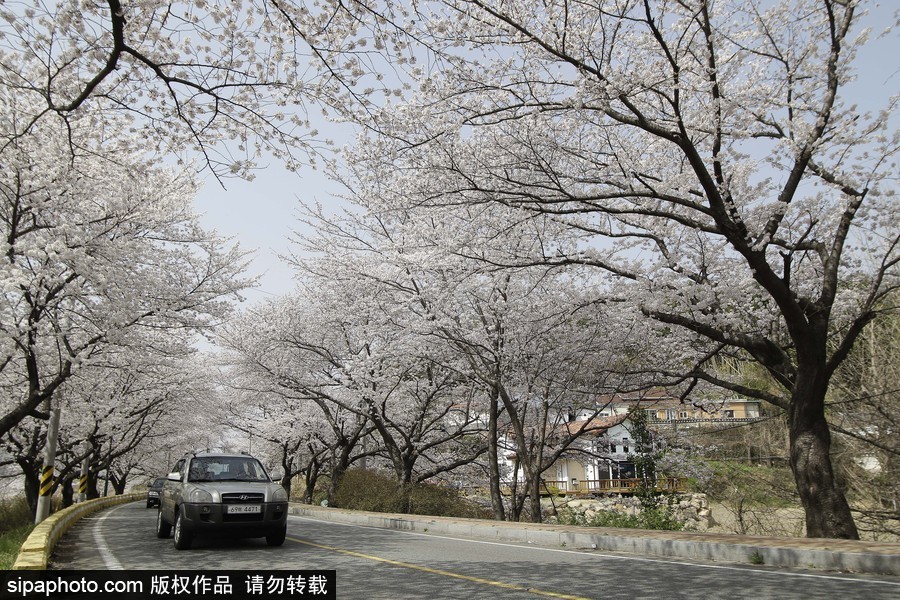 河?xùn)|十里櫻花路！韓國(guó)河?xùn)|郡櫻花盛放春意醉人