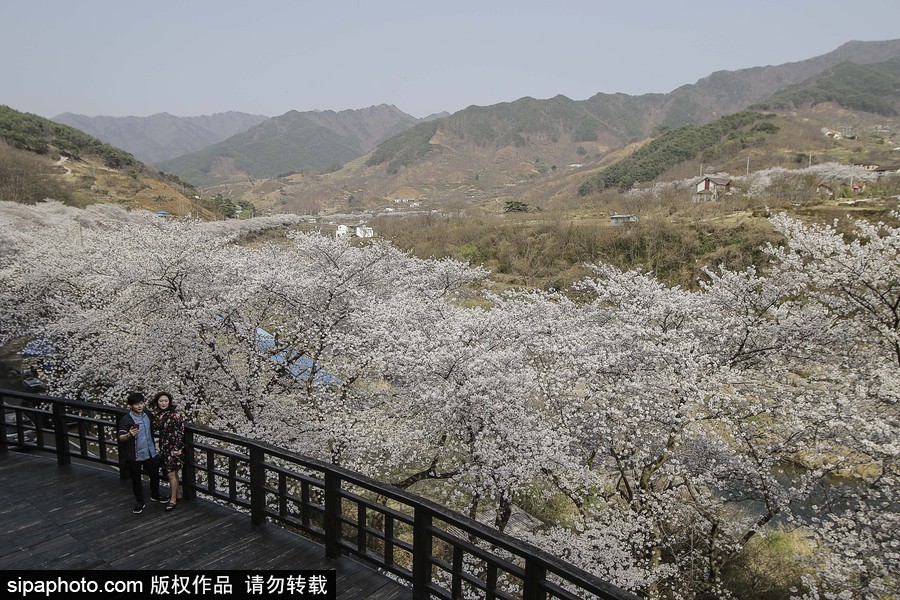 河?xùn)|十里櫻花路！韓國河?xùn)|郡櫻花盛放春意醉人