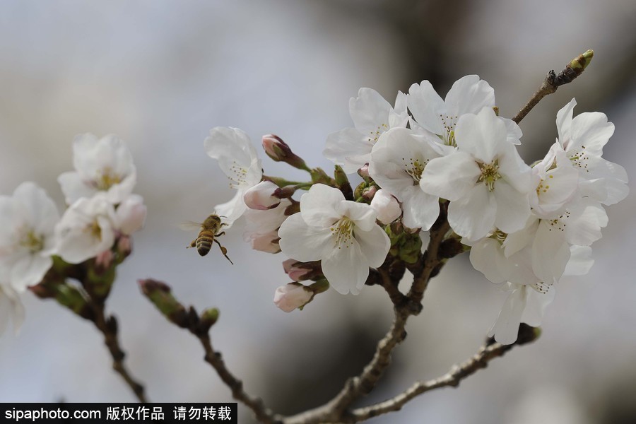 河?xùn)|十里櫻花路！韓國河?xùn)|郡櫻花盛放春意醉人