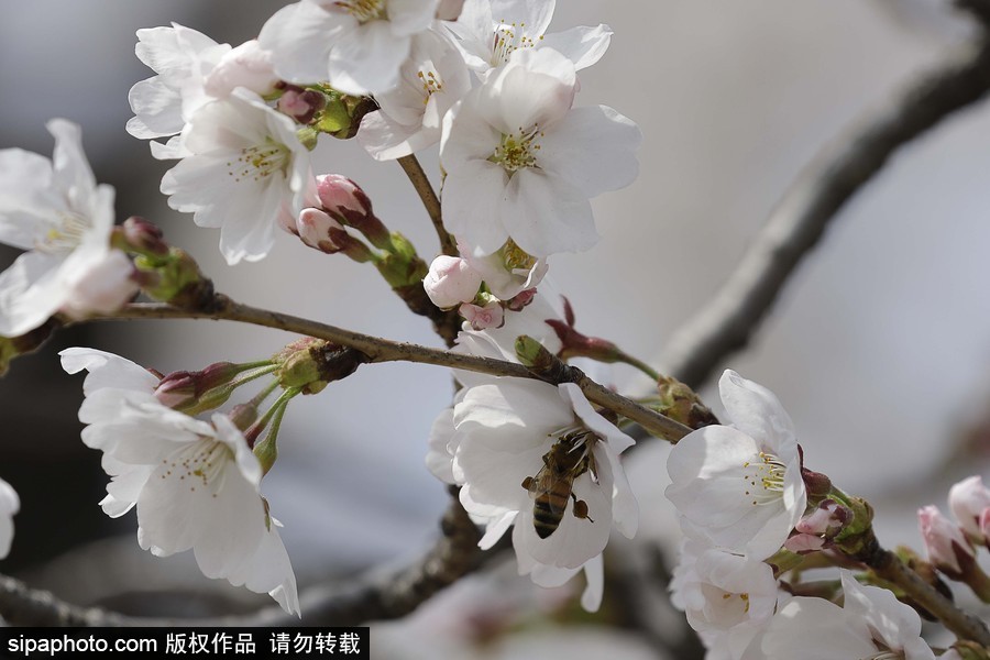 河?xùn)|十里櫻花路！韓國(guó)河?xùn)|郡櫻花盛放春意醉人