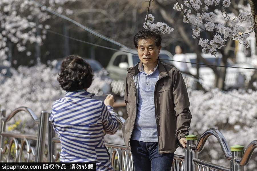 河?xùn)|十里櫻花路！韓國(guó)河?xùn)|郡櫻花盛放春意醉人