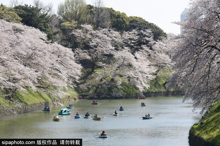 日本東京櫻花進入盛開期 游人如織暢游花海