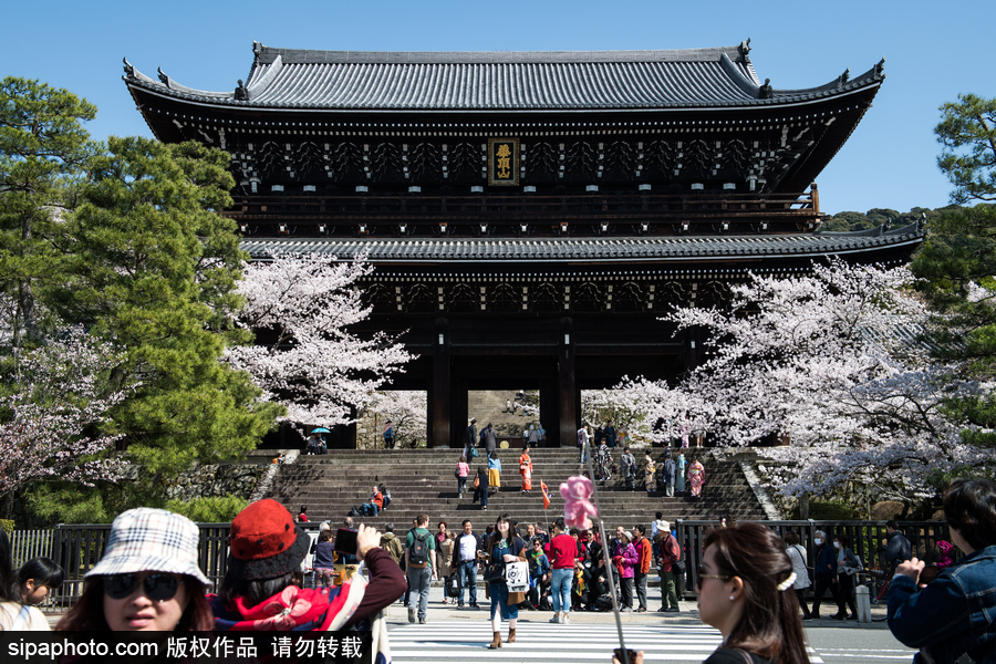 日本東京櫻花進(jìn)入盛開(kāi)期 游人如織暢游花海
