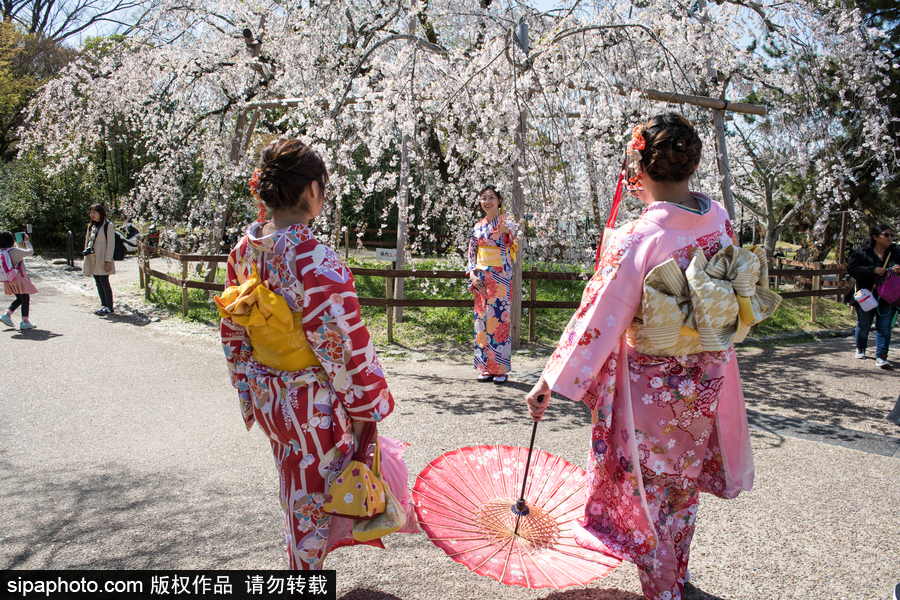 日本東京櫻花進(jìn)入盛開(kāi)期 游人如織暢游花海