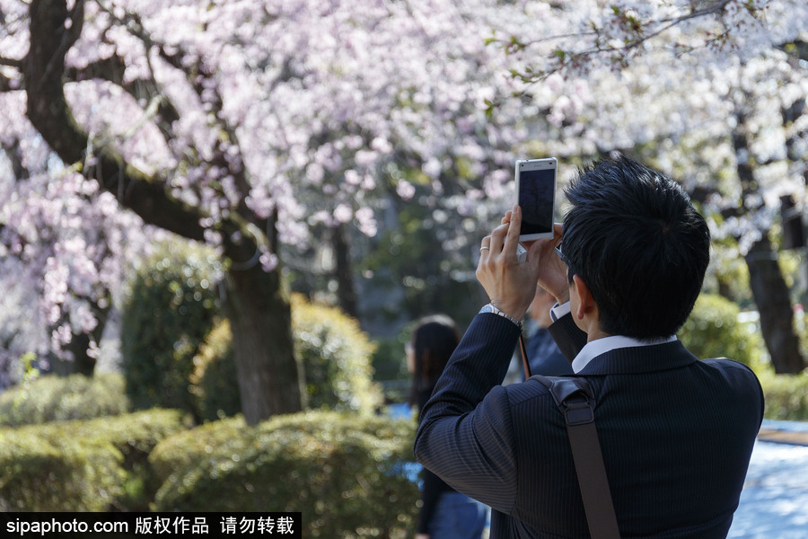 日本東京櫻花進(jìn)入盛開(kāi)期 游人如織暢游花海