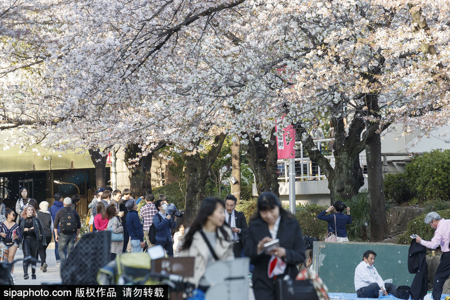日本東京櫻花進(jìn)入盛開期 游人如織暢游花海