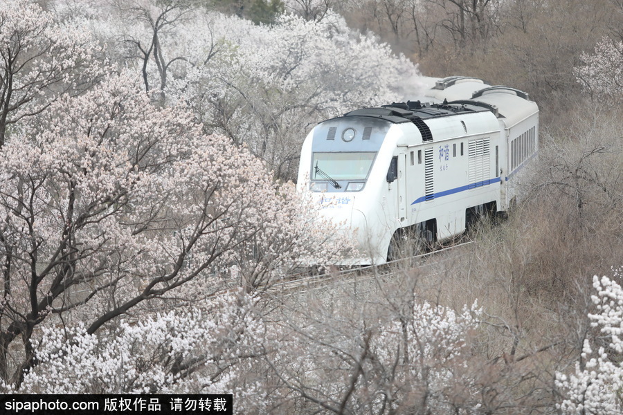 北京現(xiàn)最美列車線！居庸關(guān)小火車穿越“花海”美如仙境