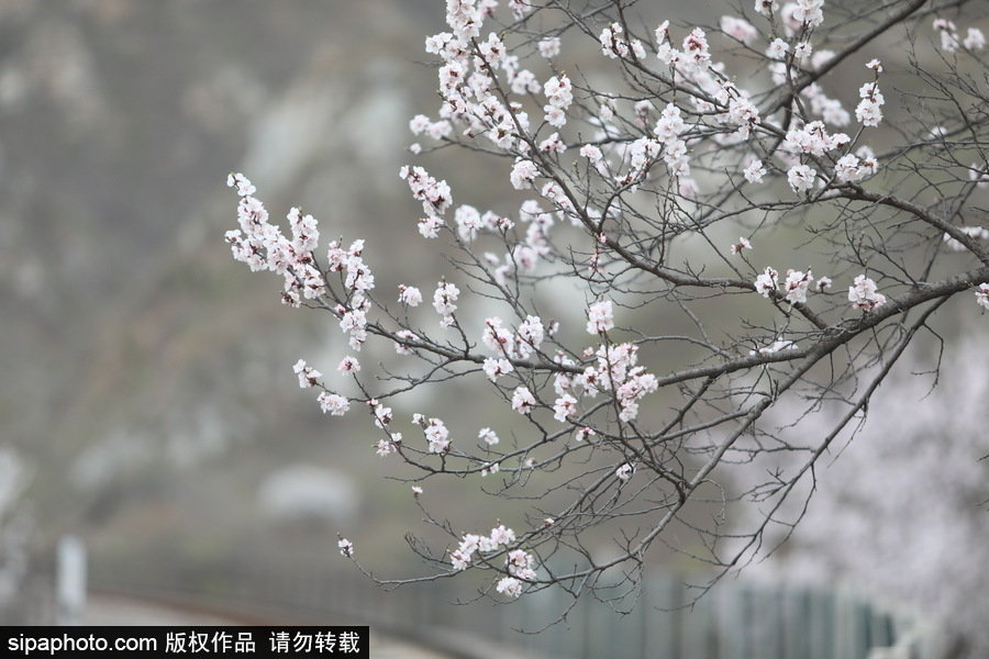 北京現(xiàn)最美列車線！居庸關(guān)小火車穿越“花海”美如仙境