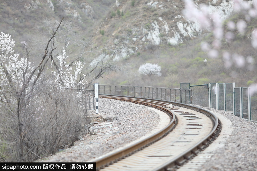 北京現(xiàn)最美列車線！居庸關(guān)小火車穿越“花海”美如仙境