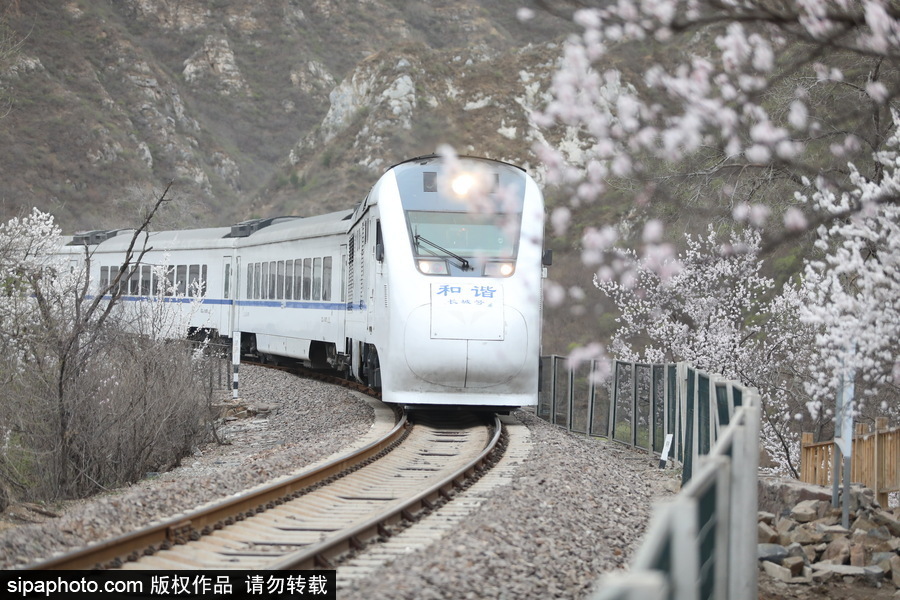 北京現(xiàn)最美列車線！居庸關(guān)小火車穿越“花海”美如仙境
