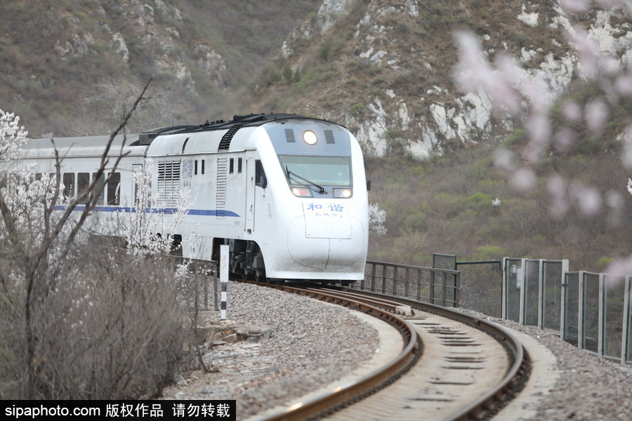 北京現(xiàn)最美列車線！居庸關(guān)小火車穿越“花海”美如仙境