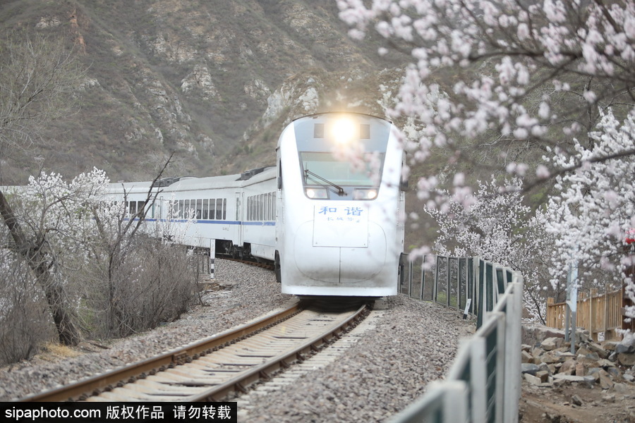 北京現(xiàn)最美列車線！居庸關(guān)小火車穿越“花海”美如仙境