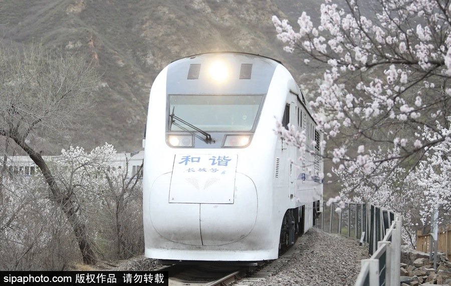 北京現(xiàn)最美列車線！居庸關(guān)小火車穿越“花海”美如仙境