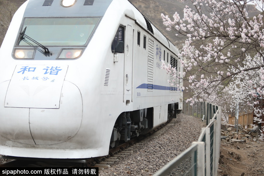 北京現(xiàn)最美列車線！居庸關(guān)小火車穿越“花海”美如仙境