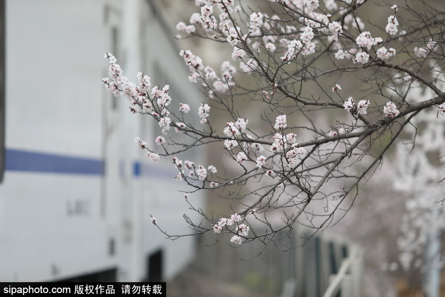 北京現(xiàn)最美列車(chē)線！居庸關(guān)小火車(chē)穿越“花海”美如仙境