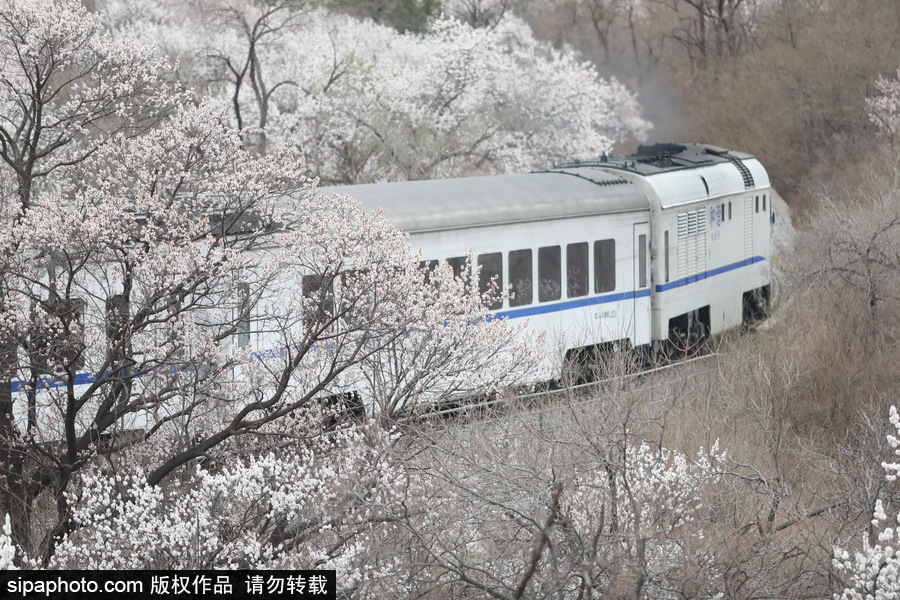 北京現(xiàn)最美列車線！居庸關(guān)小火車穿越“花海”美如仙境