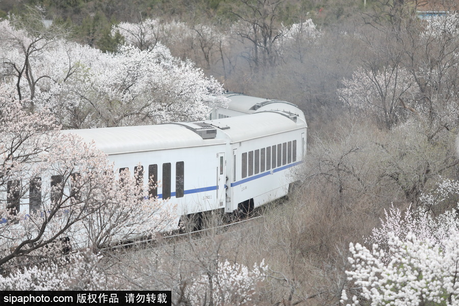 北京現(xiàn)最美列車線！居庸關(guān)小火車穿越“花海”美如仙境