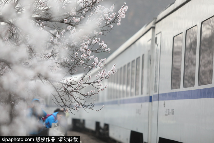 北京現(xiàn)最美列車線！居庸關(guān)小火車穿越“花海”美如仙境