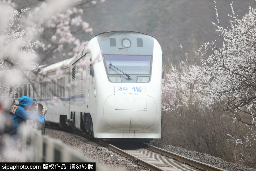 北京現(xiàn)最美列車(chē)線！居庸關(guān)小火車(chē)穿越“花海”美如仙境